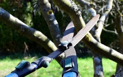 5 Steps for Tree Maintenance at Home
