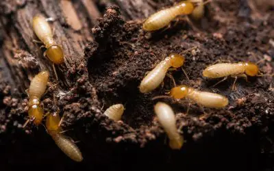 4 Ways to Get Rid of Termites in Your Home