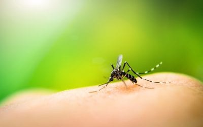 6 Ways to Repel Mosquitoes From Your Property