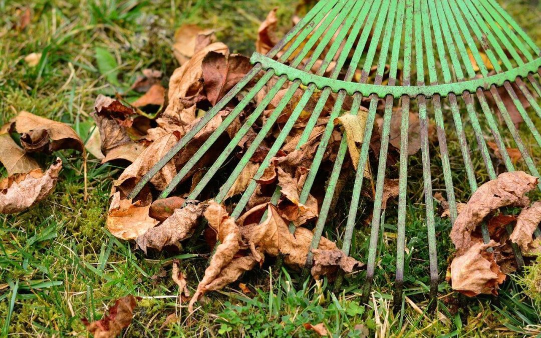 5 Fall Lawn Care and Maintenance Tips