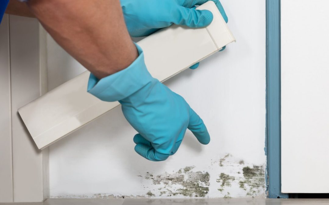 6 Ways to Control Mold Growth in Your Home