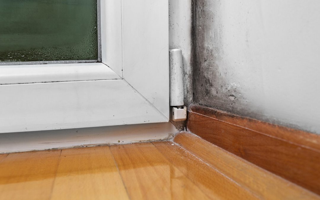 Prevention and Causes of Mold in the Home